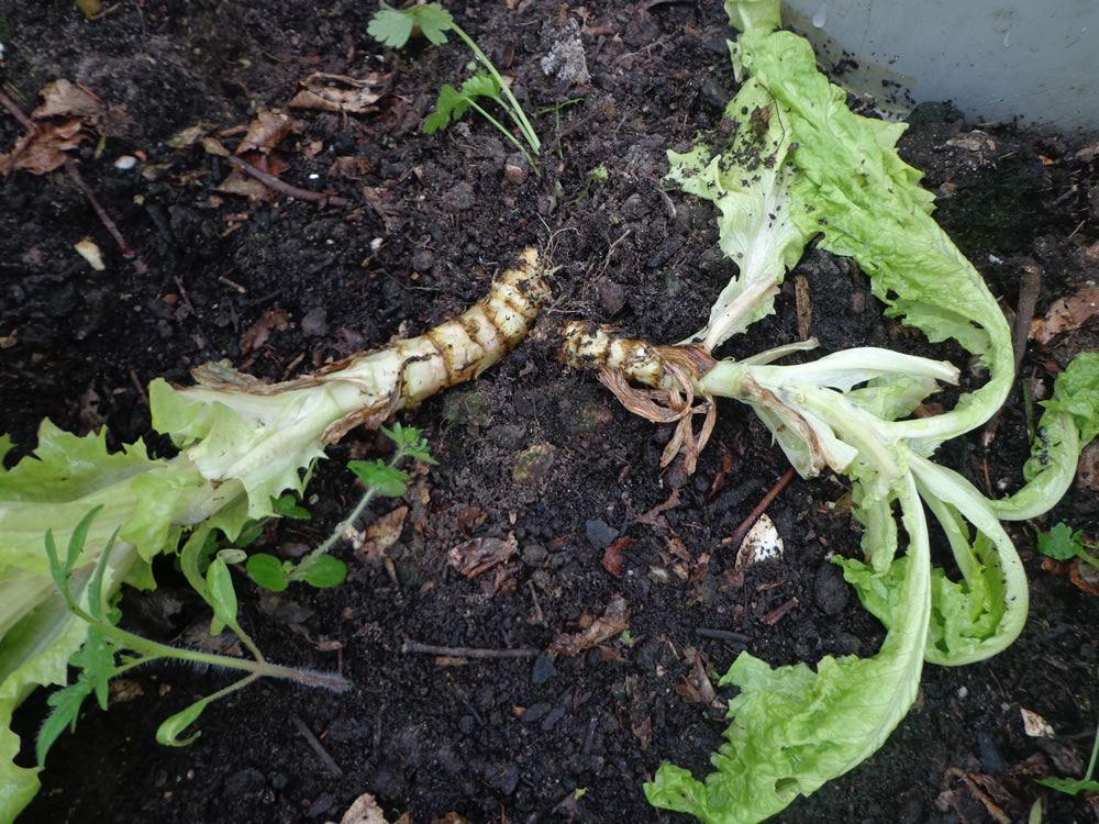 Aangetaste sla plant