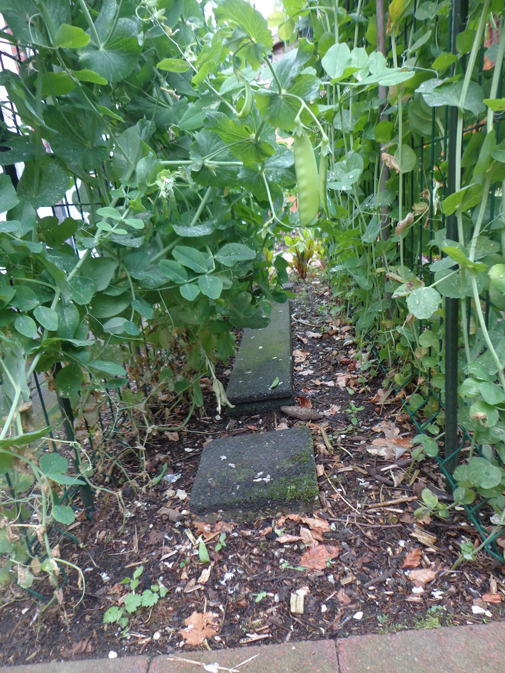 Peulen in de moestuin